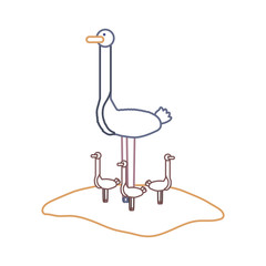 flat line  colored  ostrich over white background  vector illustration