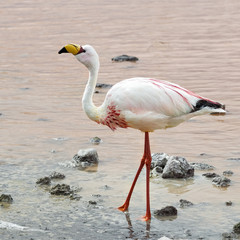 Atacama Desert Bolivia