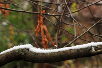 Set Snow on Grass, leaves and tree.