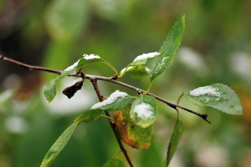 Set Snow on Grass, leaves and tree.