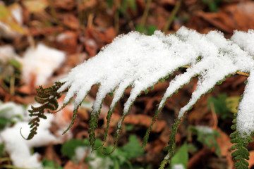 Set Snow on Grass, leaves and tree.