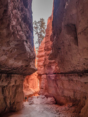 Bryce Canyon down to Wall street in Utah