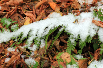 Set Snow on Grass, leaves and tree.