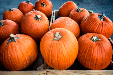 A lot of organic pumpkins