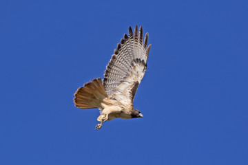 Bird hawk flying high above