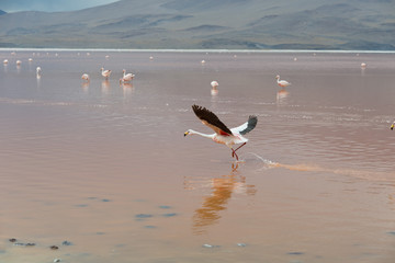 Atacama Desert Bolivia