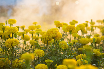 Close Up of yellow marigolds in the morning with the sun shining.