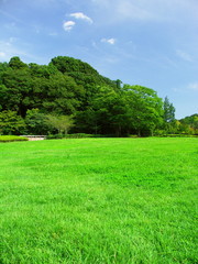 初秋の草原と林