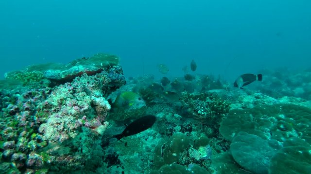 School of fish Large-eye Bream - Gnathodentex aureolineatus swim next to coral reef Indian Ocean, Maldives
