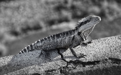 Iguana