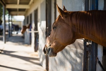 Brown horse in the stable