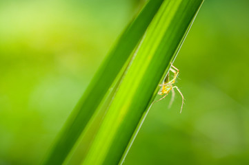 rice leaf on nature background..