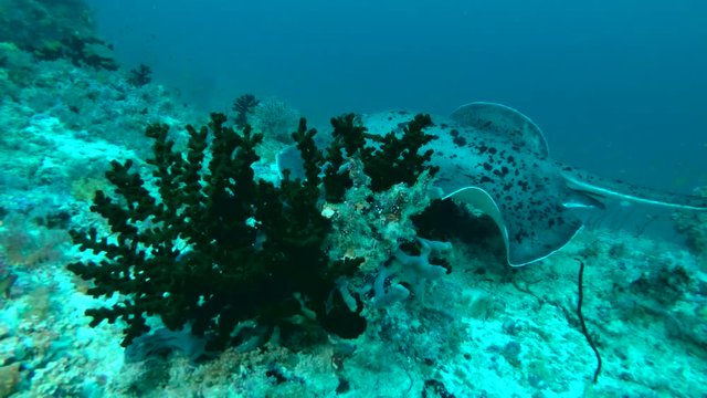 Round ribbontail ray - Taeniura meyeni, Indian Ocean, Maldives
