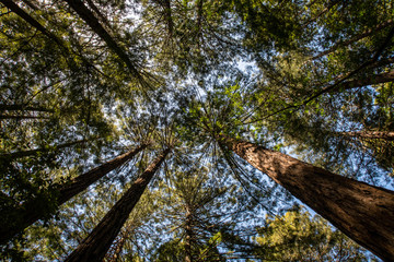 Fototapeta premium Redwood Canopy