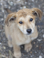 Дворовый щенок