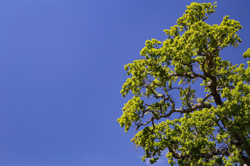 Tree and Sky