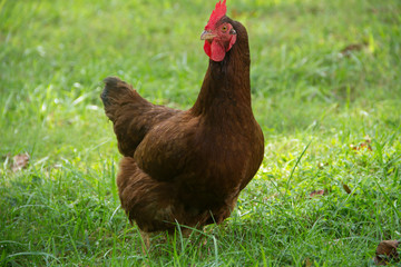 Rooster in grass