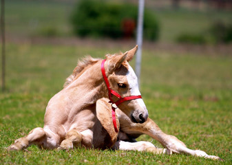 Palomino foal resting in the meadow