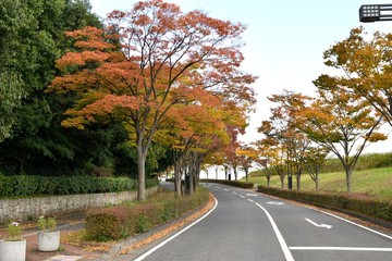 紅葉・黄葉・褐葉
