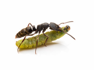 Extreme close-up image of Pachycondyla rufipes worker ant killing and transporting dead green worm on white background