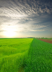 green wheat field