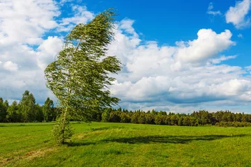 Fotobehang Birch torn by the wind under blue cloudy sky © lukszczepanski