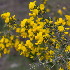 Yellow flowers on a Bush with thorns. Selective focus.