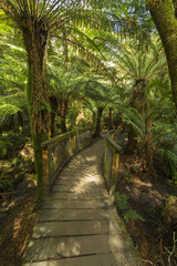 Paths Through Beautiful Forests in the Otways, Australia