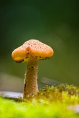 Orange mushroom