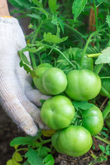 Женщина собирает урожай томатов. Очень крупные помидоры. Очень вкусные витамины. The woman reaps a crop of tomatoes. Very large tomatoes. Very tasty vitamins