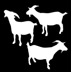 set of three goats on black illustration