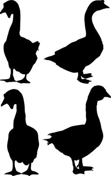 group of four goose silhouettes isolated on white