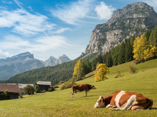 Fototapeta na wymiar Kühe auf der Weide (Dolomiten)