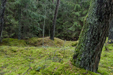 Actual, no modify picture, green gloomy forest at autumn. Wild, untouched nature. Clearly visible moss, tree trunks and green forest deck.