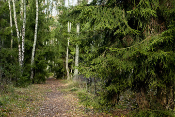 Actual, no modify picture, green gloomy forest at autumn. Wild, untouched nature. Clearly visible moss, tree trunks and green forest deck.