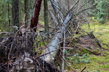 Actual, no modify picture, green gloomy forest at autumn. Wild, untouched nature. Clearly visible moss, tree trunks and green forest deck.