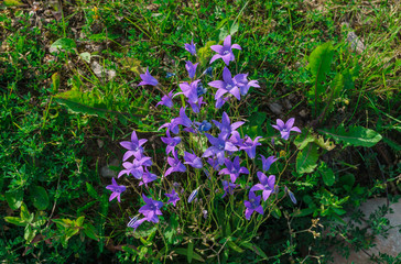 beautiful blue wildflowers bell in the middle of summer.