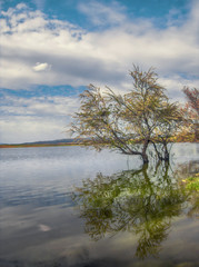 Lake tree