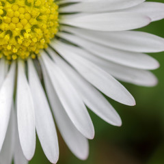 Gänseblümchen I © Sebastian