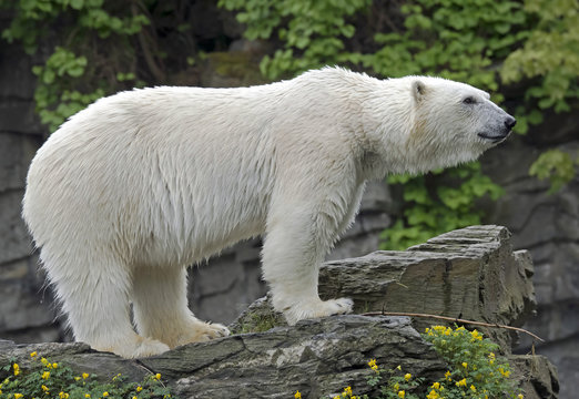Polar bear in unusual environment. Latin name - Talarctos maritimus