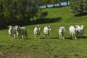 Fototapeta na wymiar Cows grazing on grassy green field on a bright sunny day. Normandy, France. Cattle breeding and industrial agriculture concept. Summer countriside landscape and pastureland for domesticated livestock