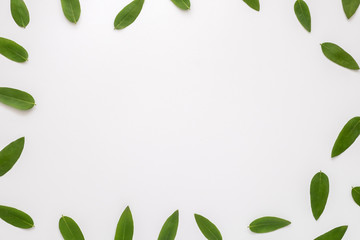 Green leaves isolated on the white background. Top view, flat lay. Copyspace.