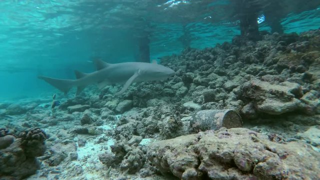 Tawny nurse sharks - Nebrius ferrugineus swim near pier over coral reef, Indian Ocean, Maldives
