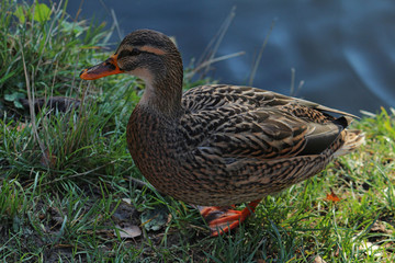 Close-up of a mallard standing on the grass on a background of water
