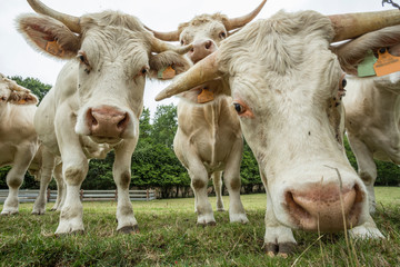 Cows grazing on a green grassy field on a sunny day, Normandy, France. Cattle breeding, industrial agriculture concept. Summer countryside landscape, pastureland for domesticated livestock. Close up.