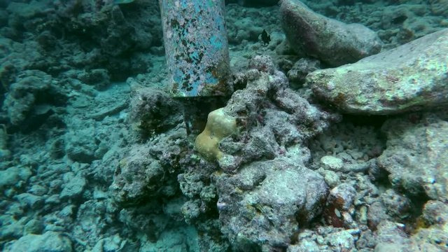 Tawny nurse sharks - Nebrius ferrugineus swim near pier, Indian Ocean, Maldives
