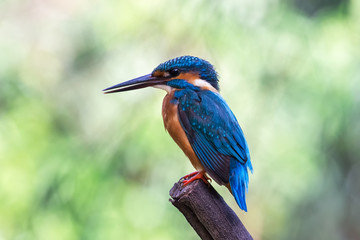 Common kingfisher