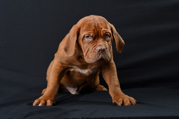 
puppy of the Bordor dog in the studio
