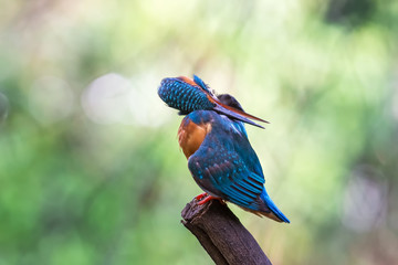 Common kingfisher