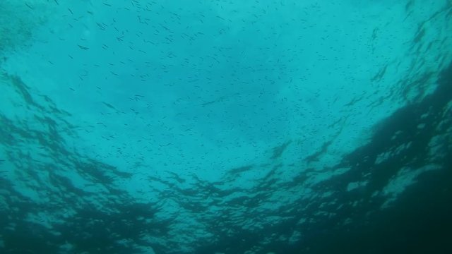 A large school of Whitebait or Blue Sprat - Spratelloides delicatulus swims under surface of water, Indian Ocean, Maldives , Indian Ocean, Maldives 
